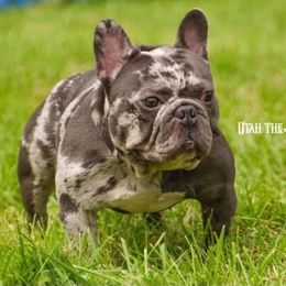 French Bulldog All Grown Up from Beau's French Bulldogs