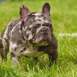 French Bulldog All Grown Up from Beau's French Bulldogs