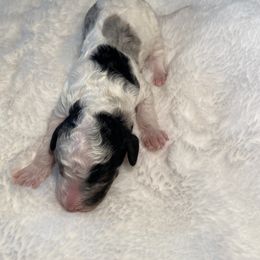 Goldendoodle Puppies from Goodland Doodles