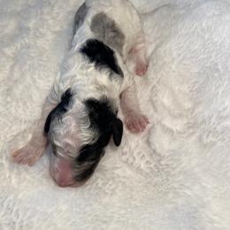 Goldendoodle Puppies from Goodland Doodles
