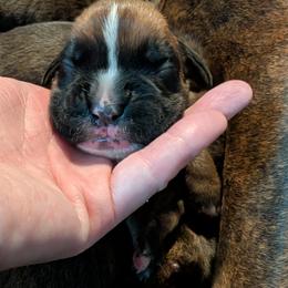 Fawn male - Fawn male Boxer puppy in Wellington, Ohio from Brinkhaven Boxers
