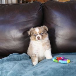 Miniature Australian Shepherd Puppies from Taylor Made Aussies