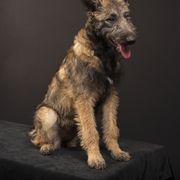 Girl 1 - Belgian Laekenois puppy in Colgate, Wisconsin from Kettle Moraine Laekenois Wisconsin