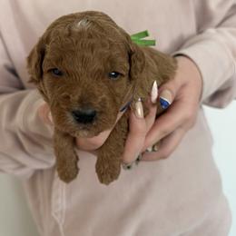 Green - Apricot male Goldendoodle puppy in Meridian, Idaho from Goldendoodle of Idaho