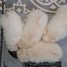 Pomeranian puppies from Tiny treasures