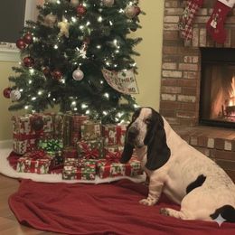 Ellie - Basset Hound