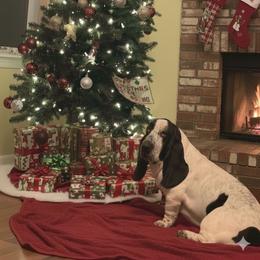 Ellie - Basset Hound