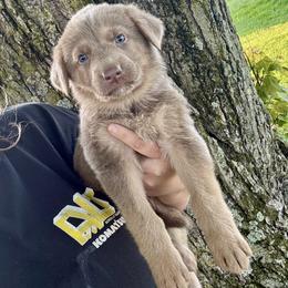 Lavender - Isabella female German Shepherd puppy in Watervliet, Michigan from M&M Shepherd Farms