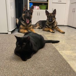 German Shepherd Puppies from Shepherds of the Hundred Acres