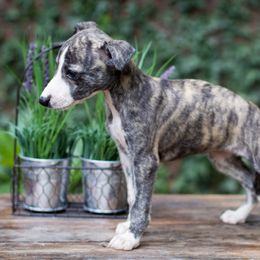 Borzoi and Whippet Puppies from Ivanhoe Borzoi