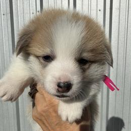 Pink Collar Female - Red female Pembroke Welsh Corgi puppy in Victoria, Texas from Clear Creek Corgis