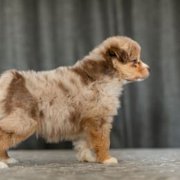 Miniature American Shepherd Puppies from King's Miniature American Shepherds