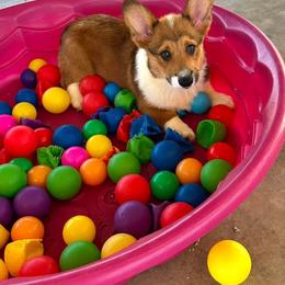 Boy 8 - Sable male Pembroke Welsh Corgi puppy in Surprise, Arizona from Ruff and Rowdy Corgis