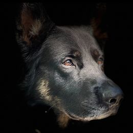 Kwik - German Shepherd