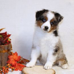 Miniature American Shepherd Puppies from Lone Pine Miniature American Shepherds