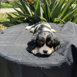 Cavalier King Charles Spaniel Puppies from Caveliers by Grace