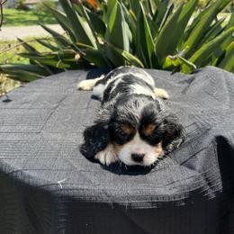 Cavalier King Charles Spaniel Puppies from Caveliers by Grace
