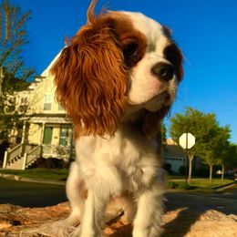 Ella - Cavalier King Charles Spaniel