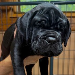 Boy 1 - Black male Cane Corso puppy in Gilbert, South Carolina from Sicuro Cane Corso LLC