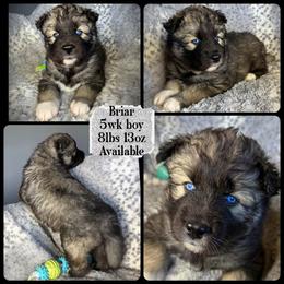 Briar - Agouti and white male Siberian Husky puppy in Florence, Kentucky from Moonlight Howl Huskies