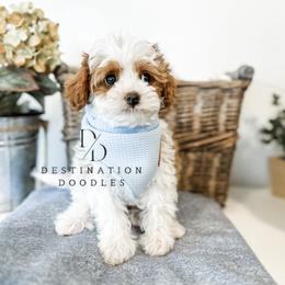 Auggie - Cavapoo