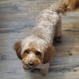 Ruby - Aussiedoodle