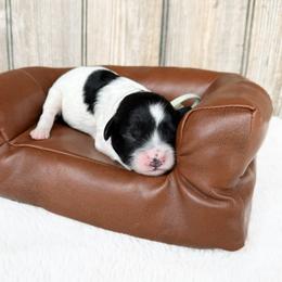Bubbles - Black and white female Cavapoo puppy in Wamego, Kansas from Doodles of Oz