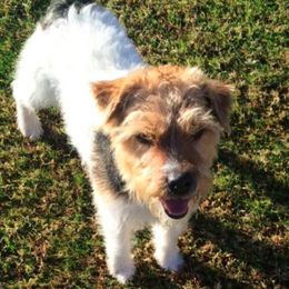 Jack Russell Terrier All Grown Up from Diggin West Jack Russells
