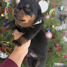 Raptor - Black and mahogany male Rottweiler puppy in Grass Valley, California from Rottweiler vom Hause Wolf