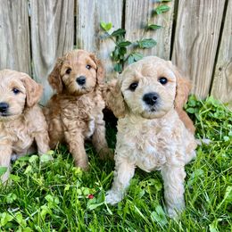 Goldendoodle Puppies from Lykeable Farms