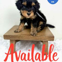 Bernedoodle, Goldendoodle, and Poodle Puppies from Plum Valley Pups