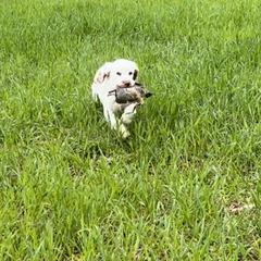 Clumber Spaniel Puppies from SunMagic Clumber Spaniels