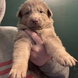 Landon - Isabella male German Shepherd puppy in Watervliet, Michigan from M&M Shepherd Farms