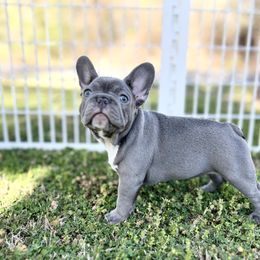 French Bulldog Puppies from Frenchies By Willows Pride