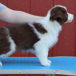 AKC Grand Champion Sired (RM2) - Red male Border Collie puppy in Noble, Oklahoma from CheckItOut Border Collies