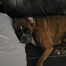 Ellie - Boxer