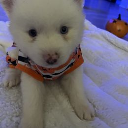Zero - White Pomsky puppy in Clearwater, Florida from Neon Moon Pomskies