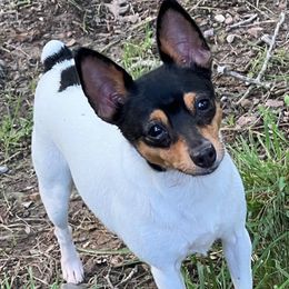 Honey - Toy Fox Terrier