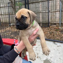 Bullmastiff Puppies from Black Mountain Bullmastiffs