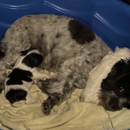 Cotons de Tulear from Avana cotons