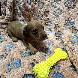 Green boy - Chocolate and tan male Dachshund puppy in Georgia from Wolf Rivers Kennels