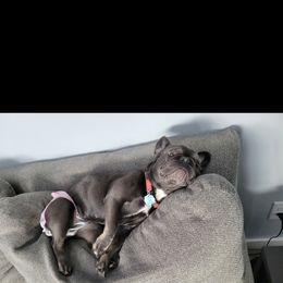 French Bulldog All Grown Up from Wrinkles And Rolls Frenchies