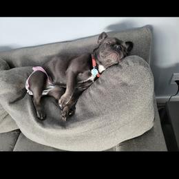 French Bulldog All Grown Up from Wrinkles And Rolls Frenchies