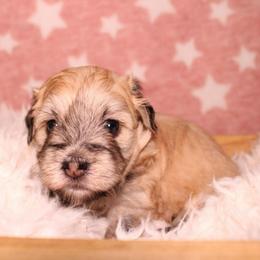 Sable - Gold sable male Havapoo puppy in Grants Pass, Oregon from Oregon Valley Doodles