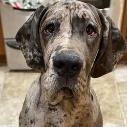 Great Danes from Southwind Great Danes