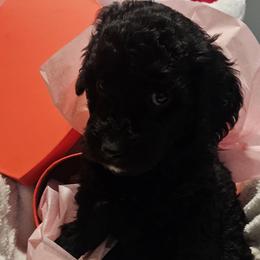 Abby - Parti female Goldendoodle puppy in Kansas City, Missouri from Poppy's Doodles