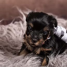 Yorkshire Terrier Puppies from New Holland Yorkie Farm
