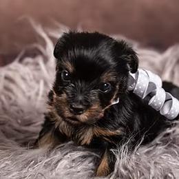 Yorkshire Terrier Puppies from New Holland Yorkie Farm