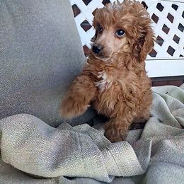 Red Boy - Red  male Poodle puppy in Cypress Inn, Tennessee from Nine Pines Poodles