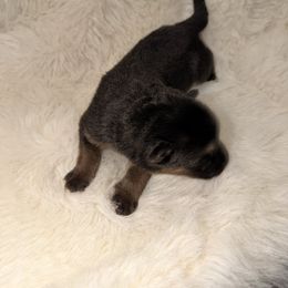 Girl 1 - Black and red female German Shepherd puppy in Hollis Center, Maine from Noble German Shepherds of Maine